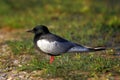 Closeup of a White-winged Black Tern bird in a spring nesting period